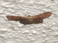 Hypomecis transcissa