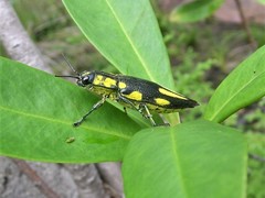 Cyphogastra pistor