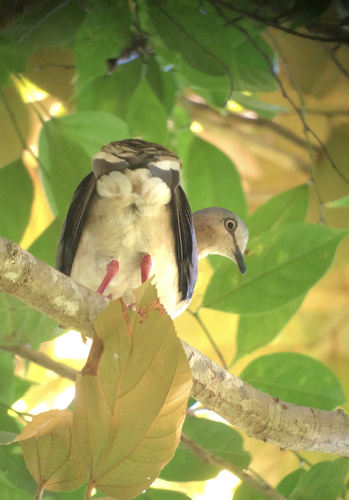 Grey-headed Dove