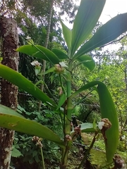 Tradescantia zanonia image