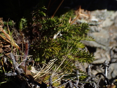 Anisotome flexuosa