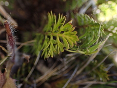Anisotome flexuosa