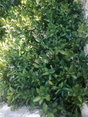 Ruscus