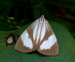 Nyctemera tripunctaria