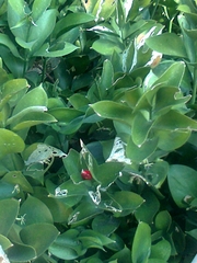 Ruscus