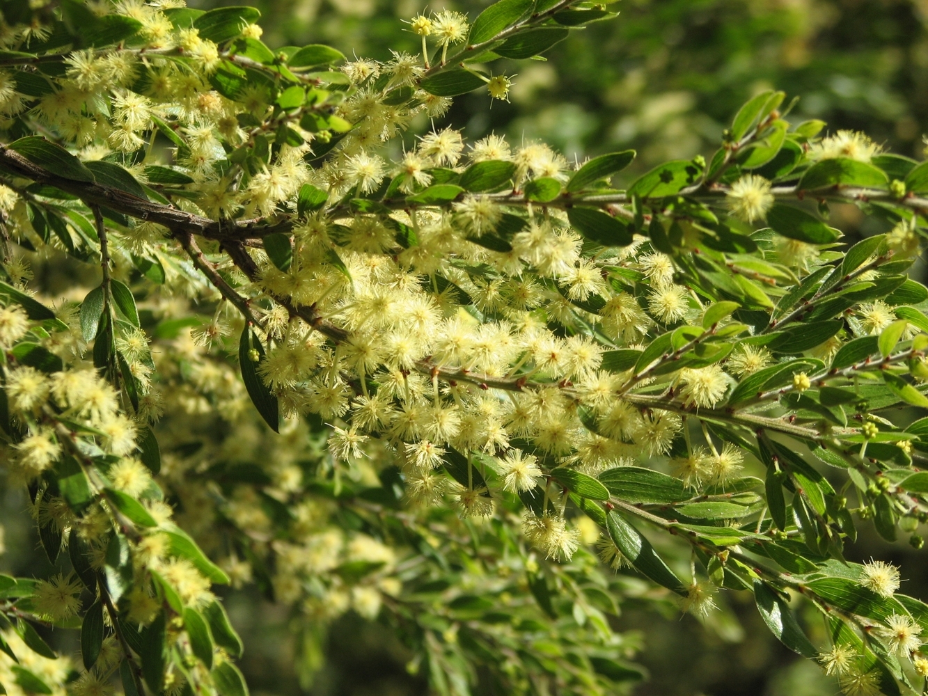 Acacia howittii