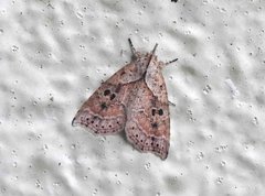 Olulis puncticinctalis