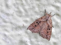 Olulis puncticinctalis