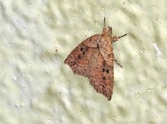 Olulis puncticinctalis