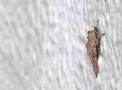 Olulis puncticinctalis