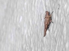 Olulis puncticinctalis