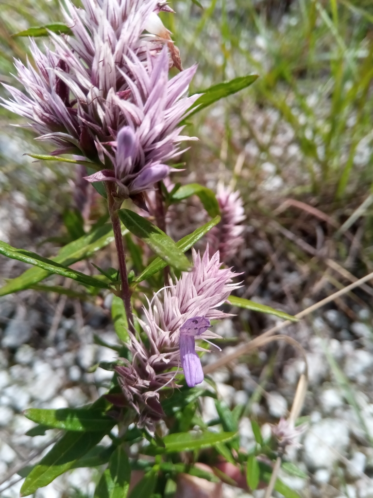 Lepidagathis perrieri