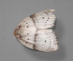 Stictane pectenicorniculum