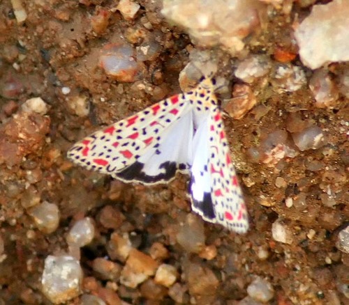 Crotalaria moth