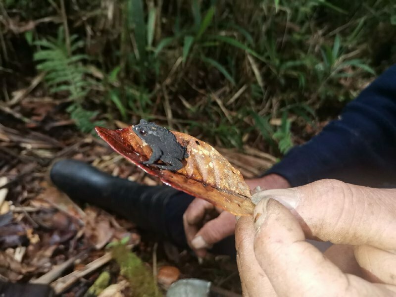 Cerro Utyum Toad