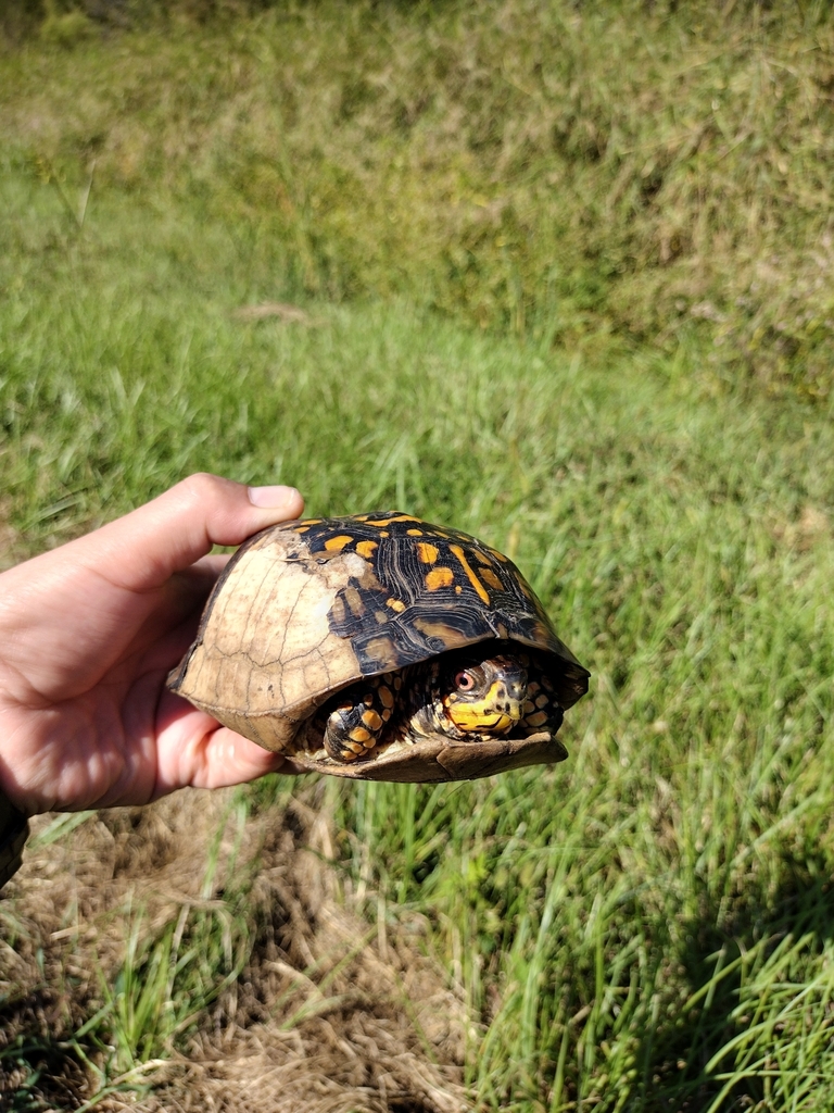 Eastern Box Turtle In September 2022 By C Sar Rodr Guez Islas Looks   Large 