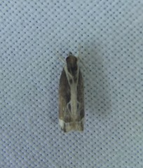 Chaliniastis astrapaea