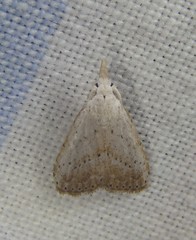 Meganola brunellus