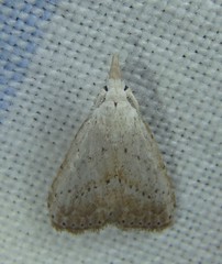 Meganola brunellus