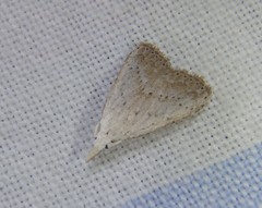 Meganola brunellus
