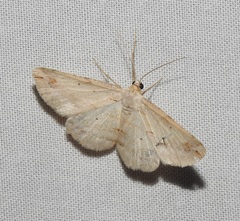 Lepidoptera