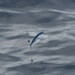 Atlantic Sailfin Flyingfish - Photo (c) Jon McIntyre, some rights reserved (CC BY-NC), uploaded by Jon McIntyre