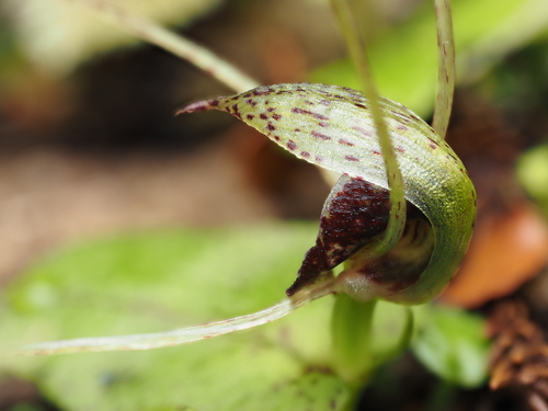 Image of Corybas iridescens by (c) Emily Roberts, some rights reserved (CC BY)