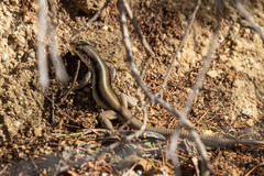 Chachapoyas Ameiva photo 3