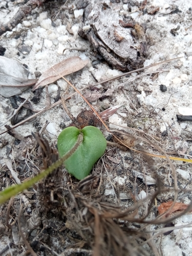 Cynorkis cardiophylla image