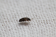 Litargus vestitus