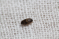 Litargus vestitus