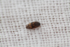 Litargus vestitus