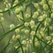 Acacia stictophylla - Photo (c) Melburnian, μερικά δικαιώματα διατηρούνται (CC BY)