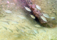 Pseudocaranx georgianus