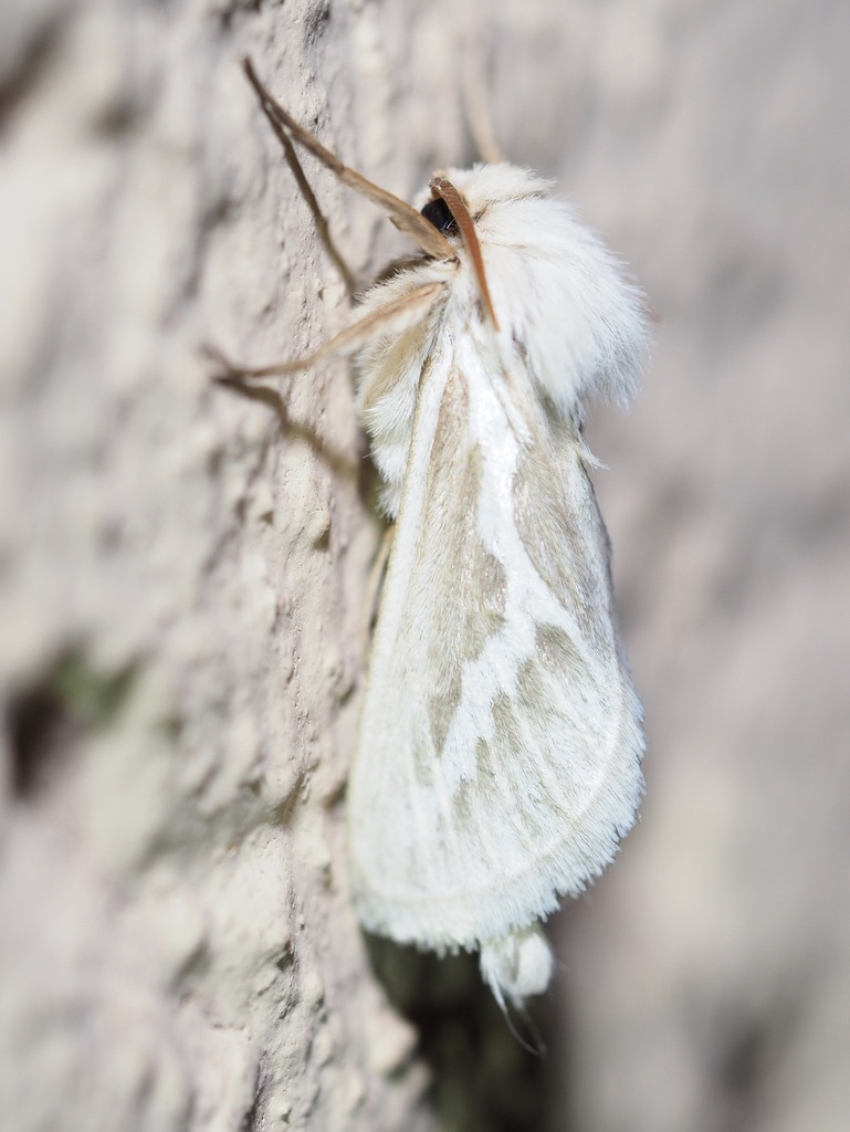 White Waved Swift