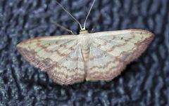 Scopula caesaria