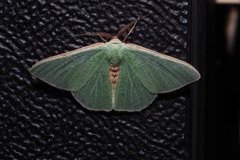 Celidomphax quadrimacula