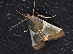 Pithyllis metachryseis