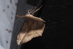 Chiasmia simplicilinea