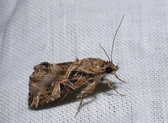 Callopistria yerburii