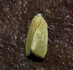 Earias