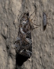 Callopistria yerburii