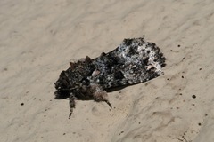 Callopistria latreillei