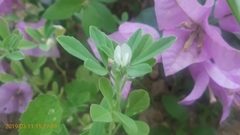 Trigonella foenum-graecum