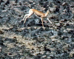 Gazella bennettii