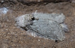 Desmeocraera basalis