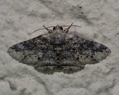 Pericyma mendax