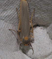 Sozusa scutellata