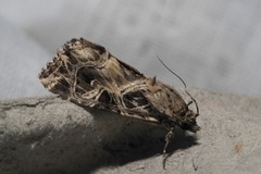 Callopistria yerburii