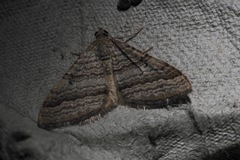 Mimoclystia pudicata